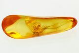 Detailed Fossil Spider and Partial Mayfly In Baltic Amber #310984-1